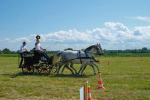 Utrinki iz 2. mednarodnega srečanja kočij in kočijažev na Grabah (8.5.2016) 4